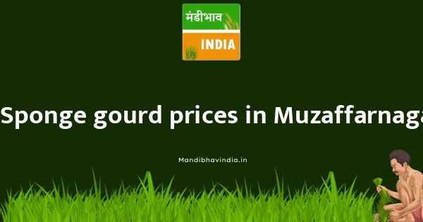 Sponge gourd price